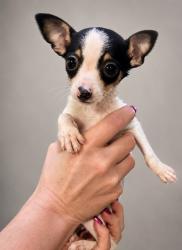 Lost Female Dog last seen East Tremont , The Bronx, NY 10465