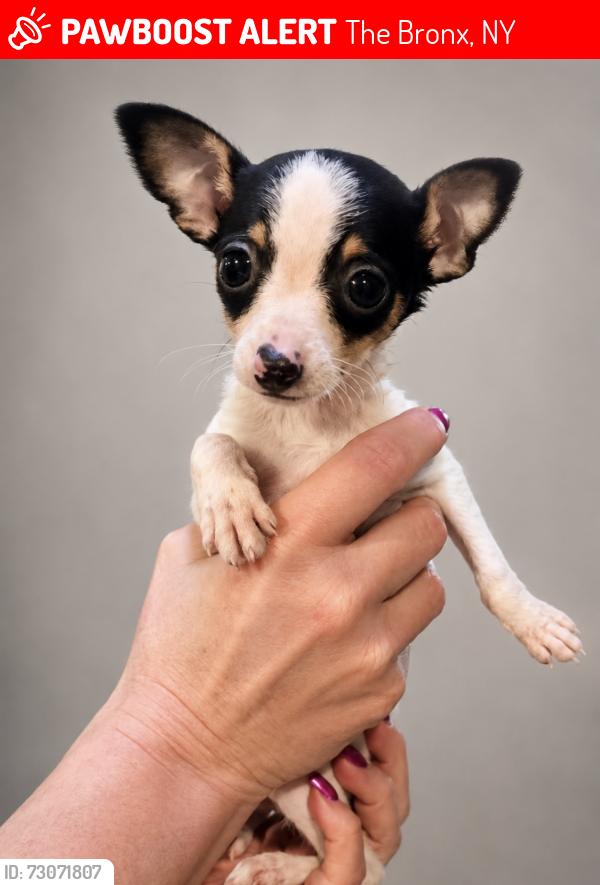 Lost Female Dog last seen East Tremont , The Bronx, NY 10465