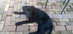 Lost Male Dog last seen chase shadow sub division, Huntsville, AL 35811
