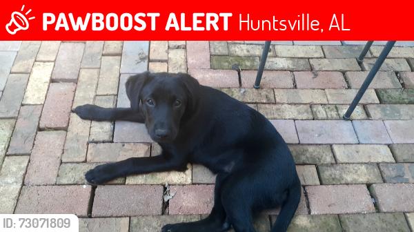 Lost Male Dog last seen chase shadow sub division, Huntsville, AL 35811
