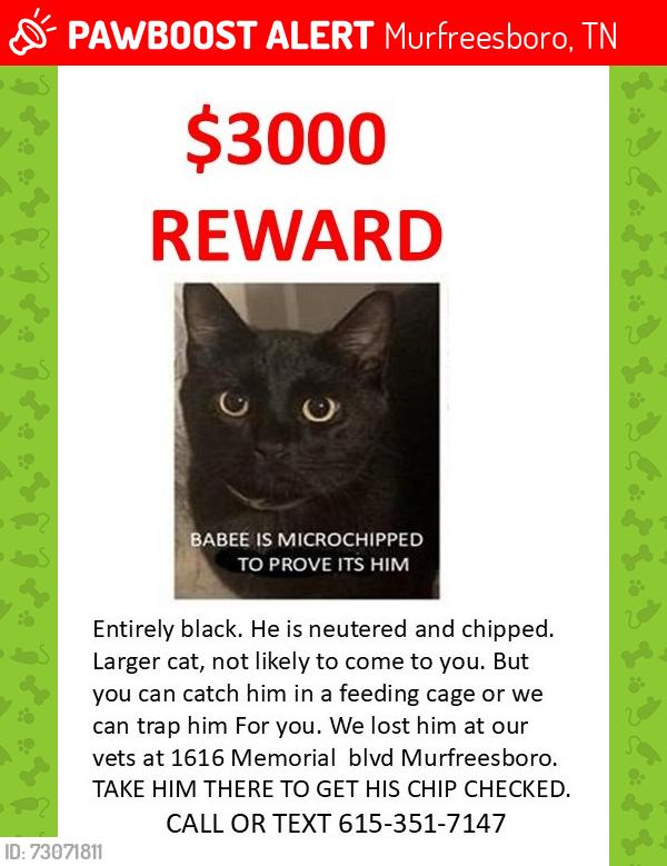 Lost Male Cat last seen EVENTIDE DRIVE, Murfreesboro, TN 37129