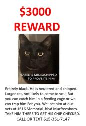 Lost Male Cat last seen EVENTIDE DRIVE, Murfreesboro, TN 37129