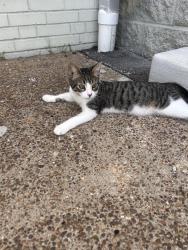 Found/Stray Male Cat last seen Evansville Housing Authority, Evansville, IN 47710