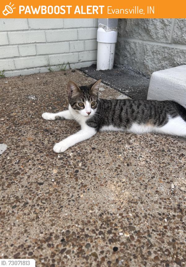 Found/Stray Male Cat last seen Evansville Housing Authority, Evansville, IN 47710