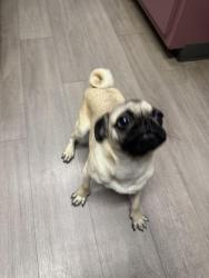 Lost Male Dog last seen Bob smith, Baytown, TX 77521