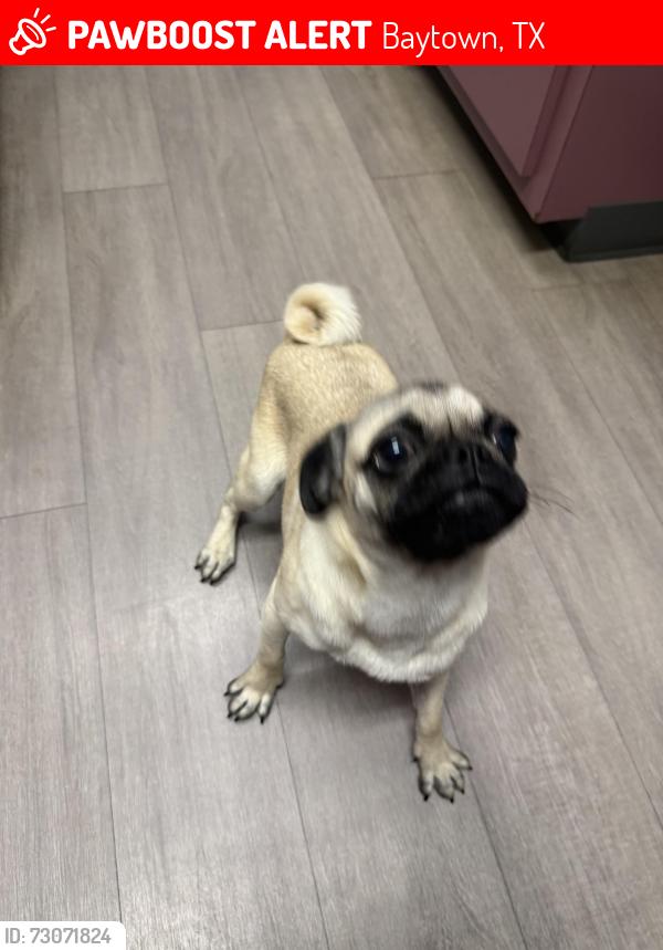 Lost Male Dog last seen Bob smith, Baytown, TX 77521