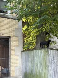 Found/Stray Unknown Cat last seen Sheridan, Chicago, IL 60626