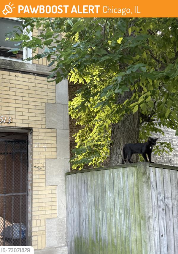 Found/Stray Unknown Cat last seen Sheridan, Chicago, IL 60626