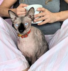 Reunited Female Cat last seen Seminole and Myrtle Clearwater, Clearwater, FL 33755