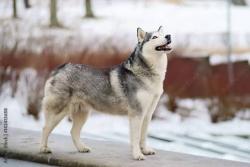 Lost Male Dog last seen parsons and merced ave, Merced, CA 95341