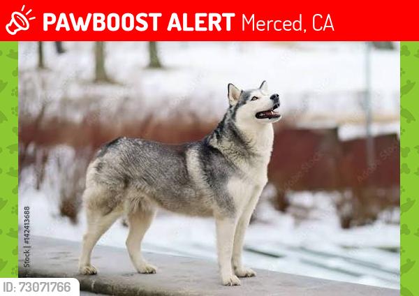 Lost Male Dog last seen parsons and merced ave, Merced, CA 95341