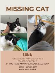 Reunited Female Cat last seen Sherwood Avenue and Warden Avenue, Toronto, ON M1R 1N8
