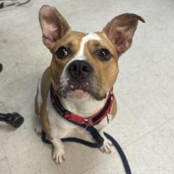 Shelter Stray Female Dog last seen , Animal Care & Control Team of Philly, 111 W Hunting Park Ave, Philadelphia, PA 19140, USA