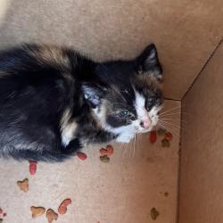 Shelter Stray Female Cat last seen , Animal Care & Control Team of Philly, 111 W Hunting Park Ave, Philadelphia, PA 19140, USA