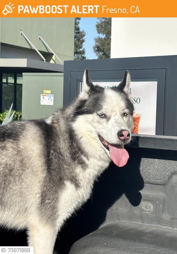 Found/Stray Male Dog last seen Shields and Fowler, Fresno, CA 93721
