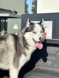 Found/Stray Male Dog last seen Shields and Fowler, Fresno, CA 93721