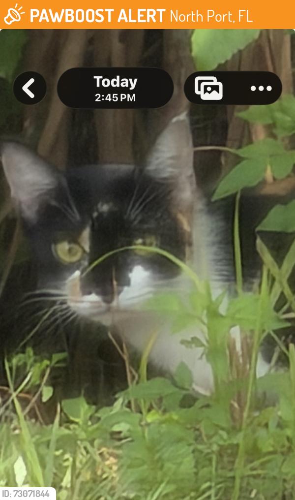 Found/Stray Unknown Cat last seen Toledo Blade, North Port, FL 34289