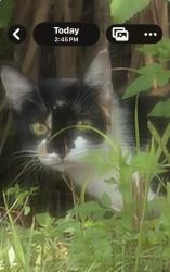 Found/Stray Unknown Cat last seen Toledo Blade, North Port, FL 34289