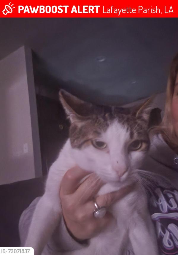 Lost Male Cat last seen Landry Road, Lafayette Parish, LA 70529