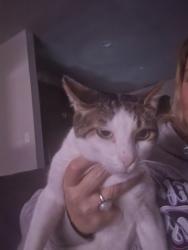 Lost Male Cat last seen Landry Road, Lafayette Parish, LA 70529