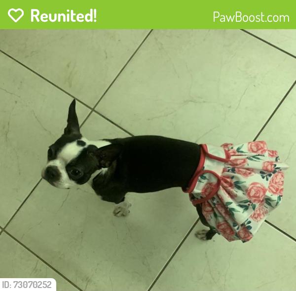 Reunited Female Dog last seen 117th avenue 21 street , Pembroke Pines, FL 33025