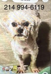 Found/Stray Female Dog last seen Anderson Blvd, Haltom City, TX 76137
