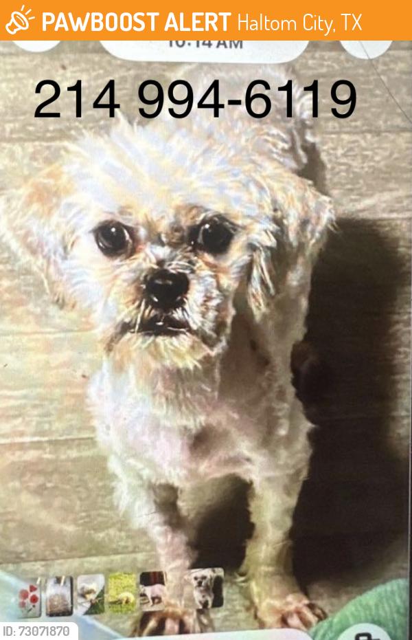 Found/Stray Female Dog last seen Anderson Blvd, Haltom City, TX 76137