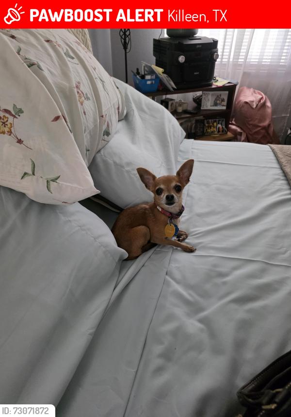 Lost Male Dog last seen My back yard, Killeen, TX 76549