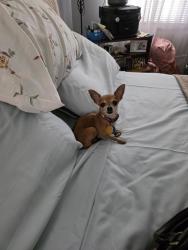 Lost Male Dog last seen My back yard, Killeen, TX 76549