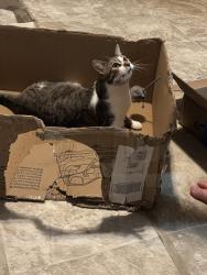 Lost Male Cat last seen Forty second st woods behind house, Canfield, OH 44406
