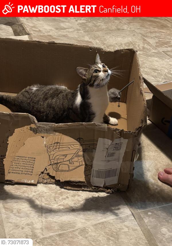 Lost Male Cat last seen Forty second st woods behind house, Canfield, OH 44406