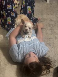 Lost Female Dog last seen Grandview and scenic, Concord, NC 28025