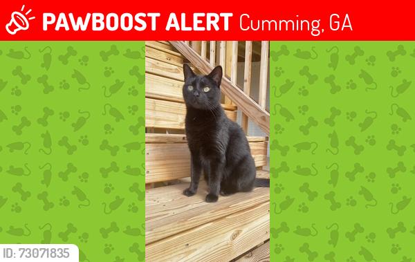 Lost Female Cat last seen Stallions Gait Road, Cumming, GA 30040