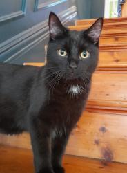 Reunited Male Cat last seen Penylan Road, Pen-y-lan, Wales CF23 5DG