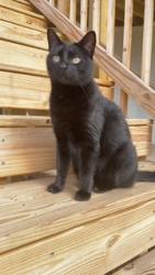 Lost Female Cat last seen Stallions Gait Road, Cumming, GA 30040