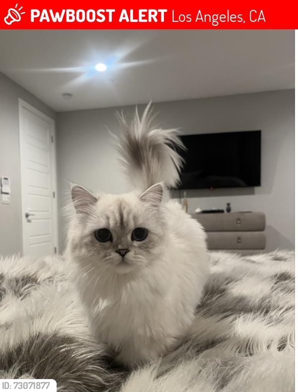 Lost Female Cat last seen Balmoral Lane and Platt Ave, Los Angeles, CA 91307