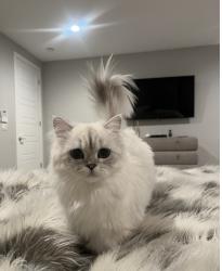 Lost Female Cat last seen Balmoral Lane and Platt Ave, Los Angeles, CA 91307