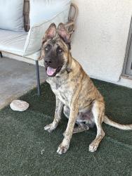 Found/Stray Male Dog last seen Rillito Park at the Loop under the bridge, Tucson, AZ 85705