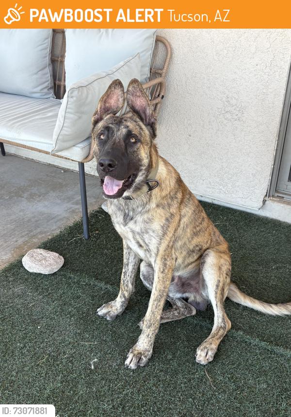 Found/Stray Male Dog last seen Rillito Park at the Loop under the bridge, Tucson, AZ 85705