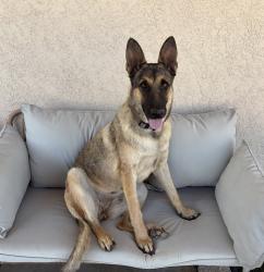 Found/Stray Female Dog last seen Rillito park at the loop under the bridge, Tucson, AZ 85705