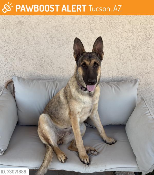 Found/Stray Female Dog last seen Rillito park at the loop under the bridge, Tucson, AZ 85705