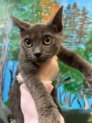 Shelter Stray Male Cat last seen Bexar County, 3353 Morningside Dr, New Braunfels, TX 78132, USA