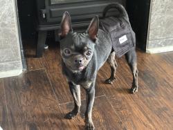 Reunited Male Dog last seen Opal Way and Sylvania Ave, Mount Oliver, PA 15210