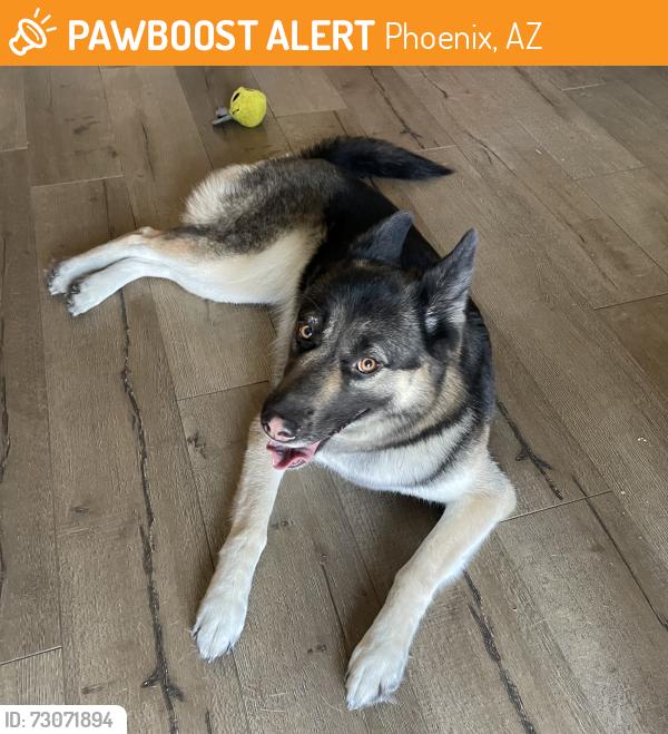 Found/Stray Female Dog last seen 16th St. & Hatcher Rd, Phoenix, AZ 85020