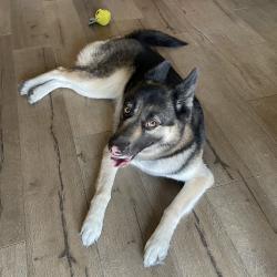 Found/Stray Female Dog last seen 16th St. & Hatcher Rd, Phoenix, AZ 85020