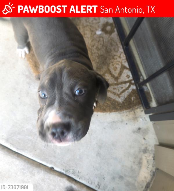 Lost Female Dog last seen Escalon ave and cantrell, San Antonio, TX 78221
