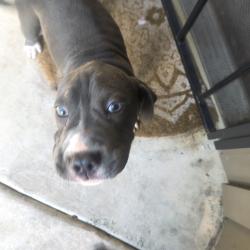 Lost Female Dog last seen Escalon ave and cantrell, San Antonio, TX 78221