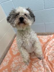 Shelter Stray Male Dog last seen Near BLOCK E 64TH AVE 80022, 12155 Park Blvd, Brighton, CO 80601, USA
