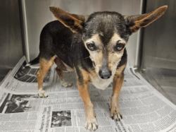 Shelter Stray Male Dog last seen , 14409 Vanowen St, Van Nuys, CA 91405, USA