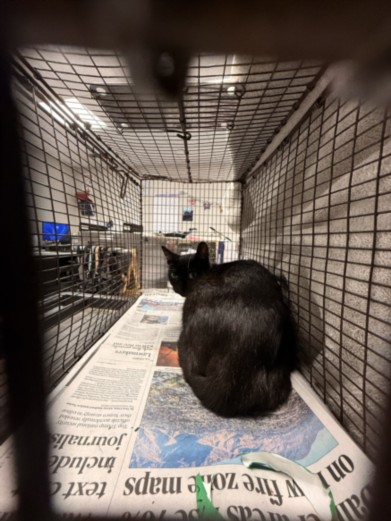 Shelter Stray Female Cat last seen , West Valley Animal Shelter, 20655 Plummer St, Chatsworth, CA 91311, USA